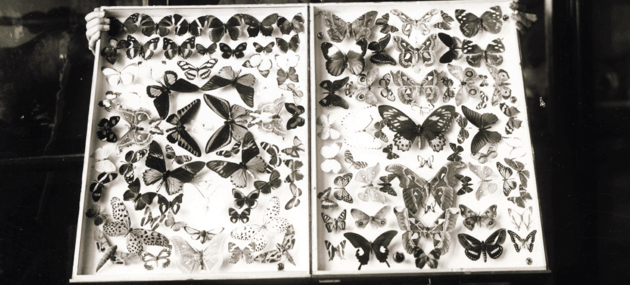 Picture of butterflies