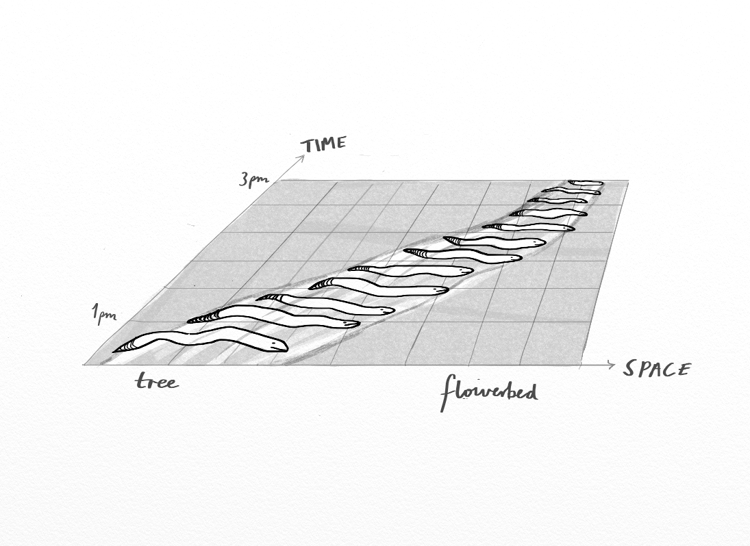 Papineau article worm drawing