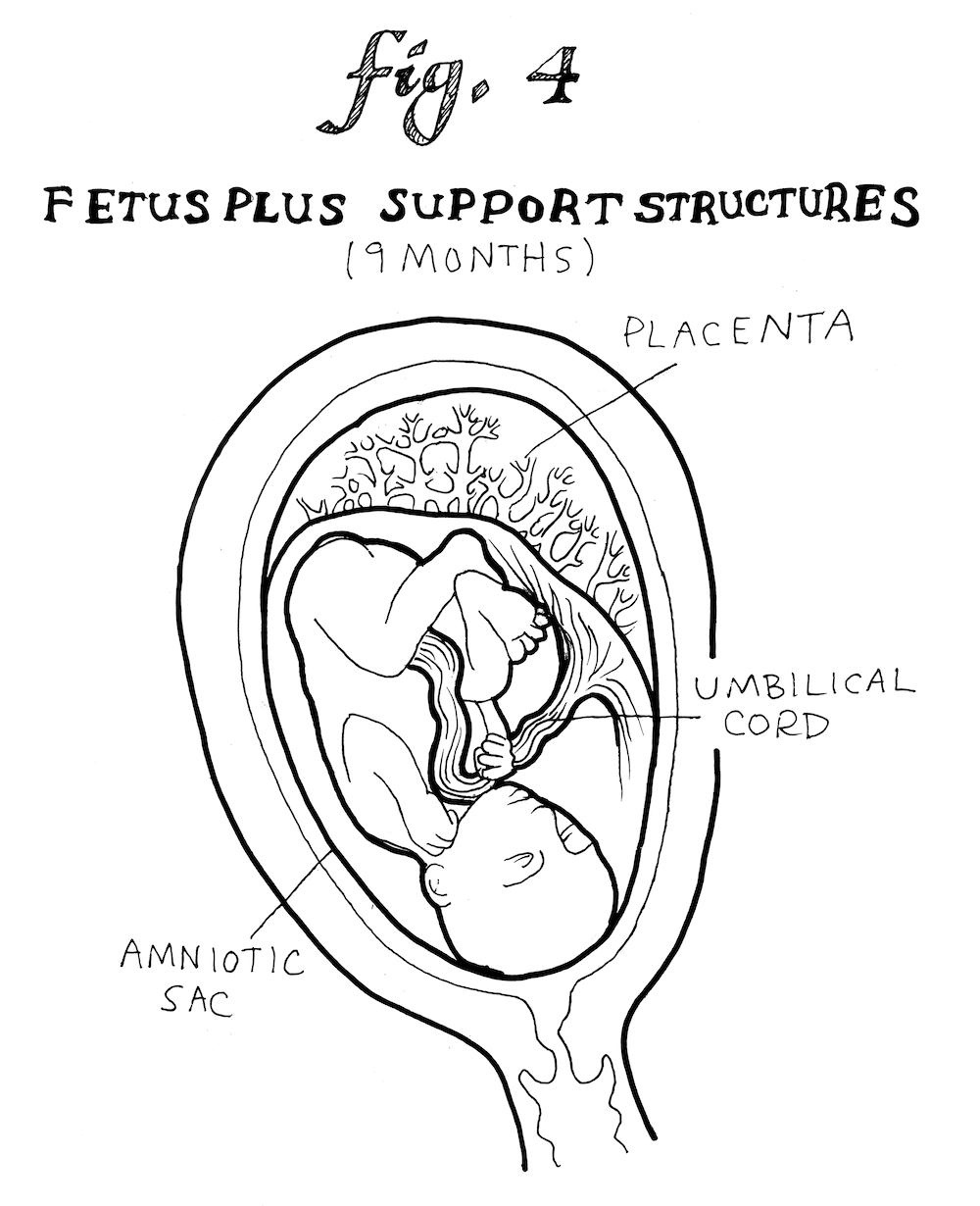 Figure 4 crop